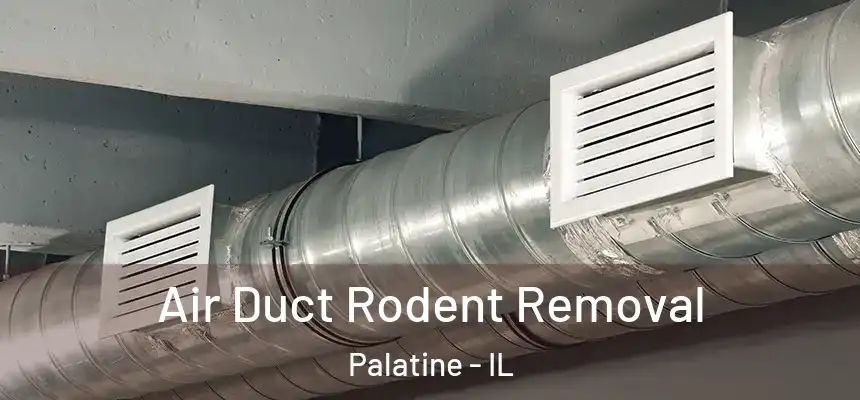  Air Duct Rodent Removal Palatine - IL